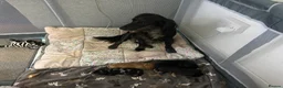 Cocker Spaniel dogs for sale: 4 Beautiful mixed line cocker spaniel puppies 🐶 - Advert 4