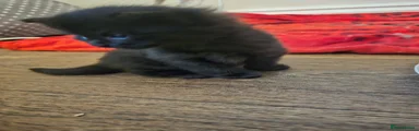 British Longhair 3