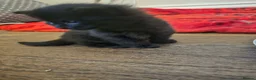 British Longhair cats for sale: 6 Longhaired Kittens White/Black/Tuxedo Mixed etc. - Advert 26