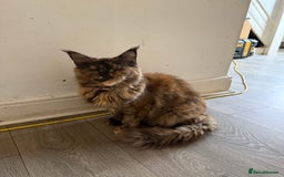 Maine Coon cats for sale: Female MaineCoon  Imported, Loving Home Needed   - Image 1