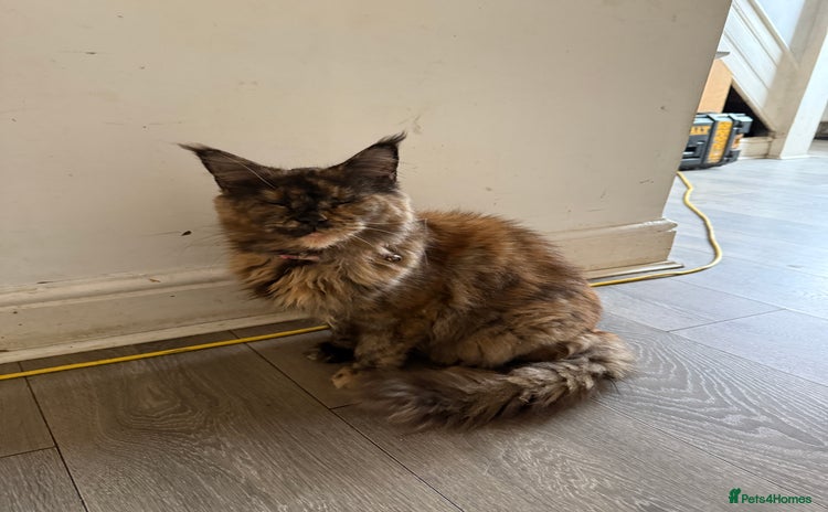 Maine Coon cats - Advert 1