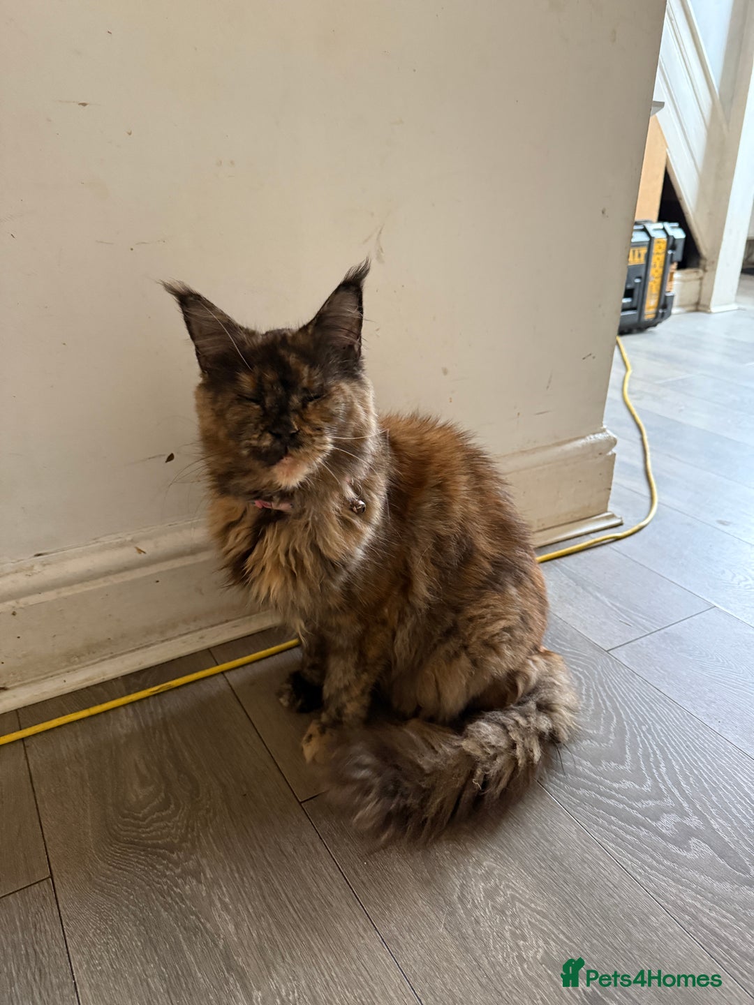 Maine Coon cats for sale: Female MaineCoon  Imported, Loving Home Needed   - Image 1