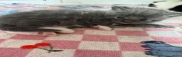 Mixed Breed cats for sale: Beautiful half Maine coon ginger and grey kittens  - Advert 37