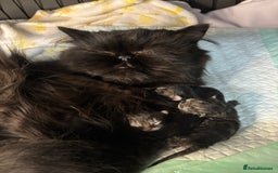 Persian cats for sale: Silver black tabby Persian mix kittens  - Image 28