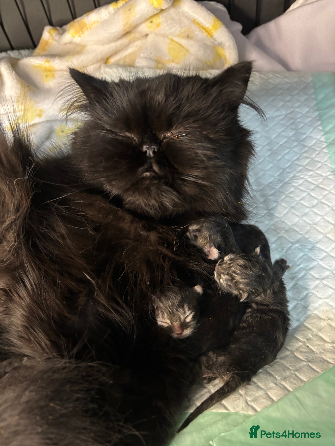 Persian cats for sale: Silver black tabby Persian mix kittens  - Image 28