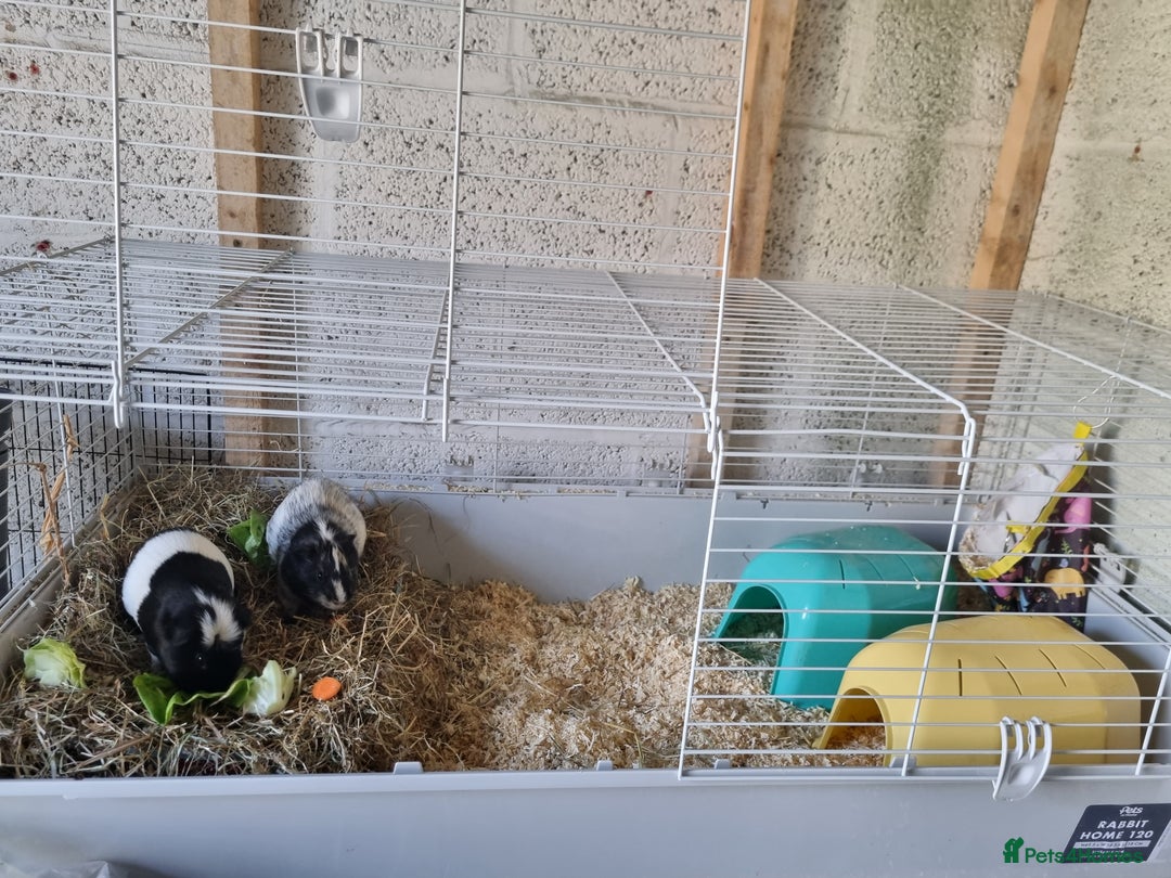 Guinea Pig rodents for sale: 2 Male guinea pigs and cage - Image 7