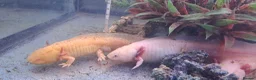 Axolotl reptiles for sale: Baby axolotls - Advert 33