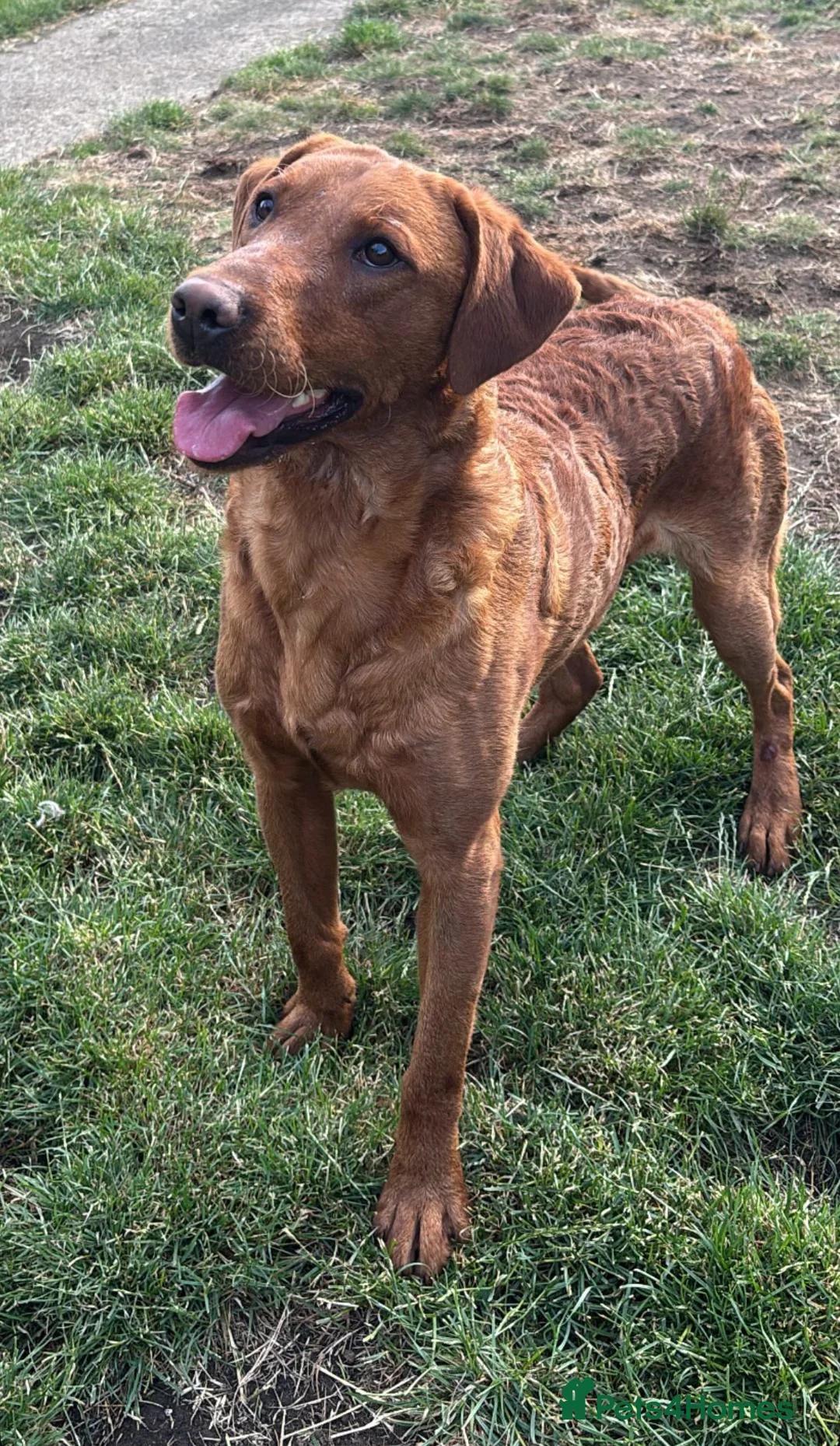 Labrador Retriever dogs for stud: FULLY HEALTH TESTED DARK RED STUD in Tadcaster - Advert 9