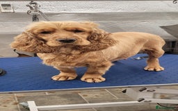 Cockapoo dogs for sale: Stunning F1 Show Type Cockapoos  in Mansfield - Image 8