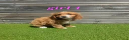 Cockapoo dogs for sale: 7 Adorable F1 Cockapoo pups ♥️🐕🐾 - Advert 16