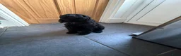 Miniature Poodle dogs for sale: mini labradoodles  - Advert 4