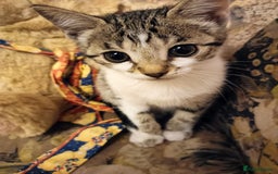 Bengal cats for sale: Bengal X Kittens High % Wild Asian Leopard Cat.  - Image 23