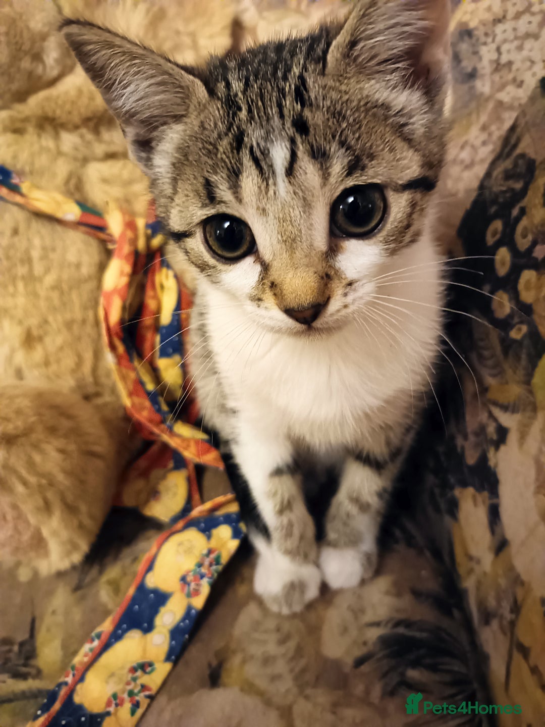 Bengal cats for sale: Bengal X Kittens High % Wild Asian Leopard Cat.  - Image 23