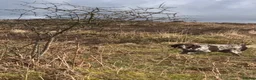 German Shorthaired Pointer dogs for sale: Choice of two sisters  - Advert 9
