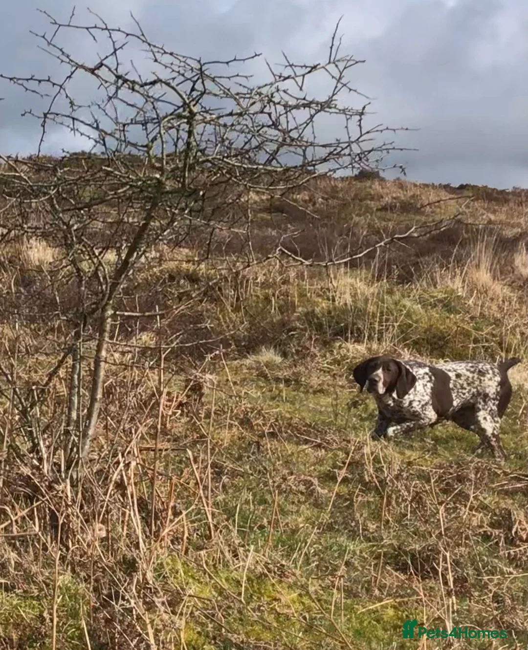 German Shorthaired Pointer dogs for sale: Choice of two sisters  - Advert 9