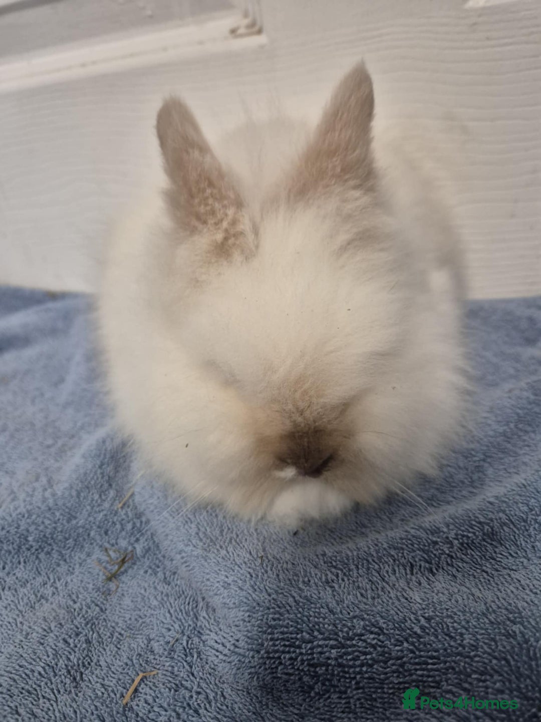 Mini Lion Lop rabbits for sale: Stunning Double Maned, Mini Lionlop Babies - Advert 5