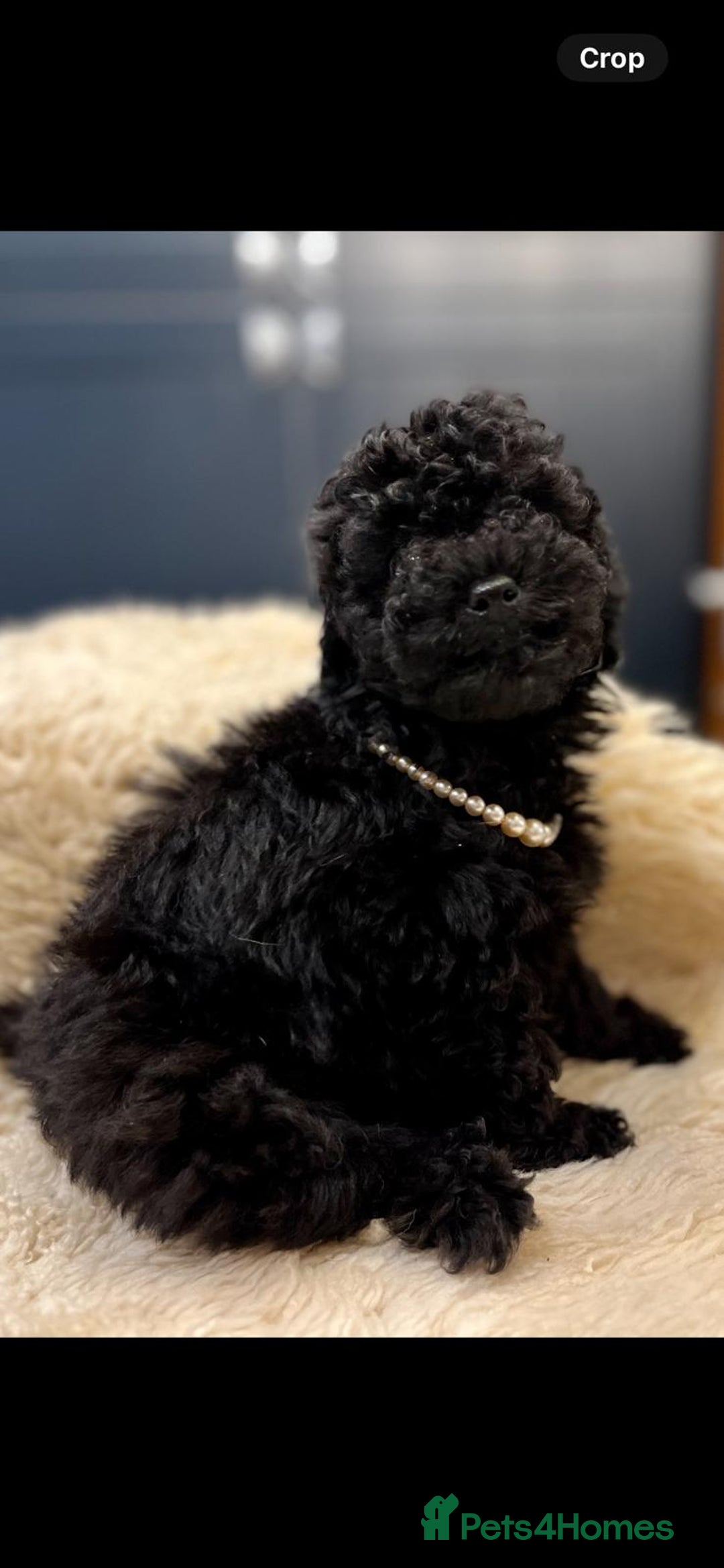 Toy Poodle dogs for sale: Quality pups from health tested parent's  - Image 14