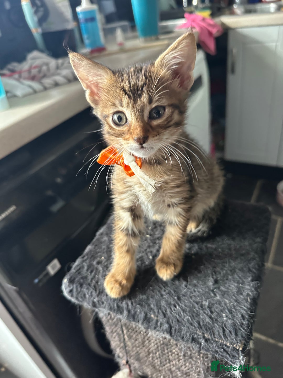 Savannah cats for sale: Savannahs  - Image 6