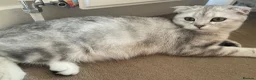 Scottish Fold cats for sale: Scottish Fold and straight  - Advert 6