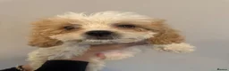 Cavachon dogs for sale: Cavachon Puppies READY NOW 🐾❤️ - Advert 7