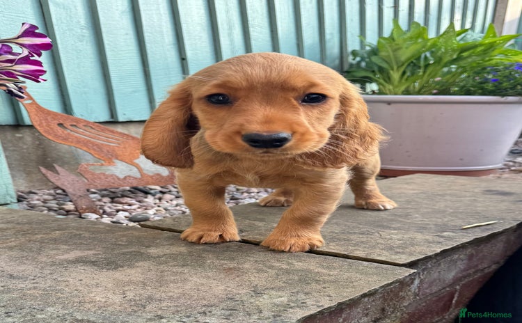 Cocker Spaniel dogs - Advert 1