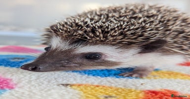 Pygmy Hedgehog rodents - Advert 10
