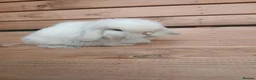 Mini Lop rabbits for sale: Purebred mini lop babies - Advert 4