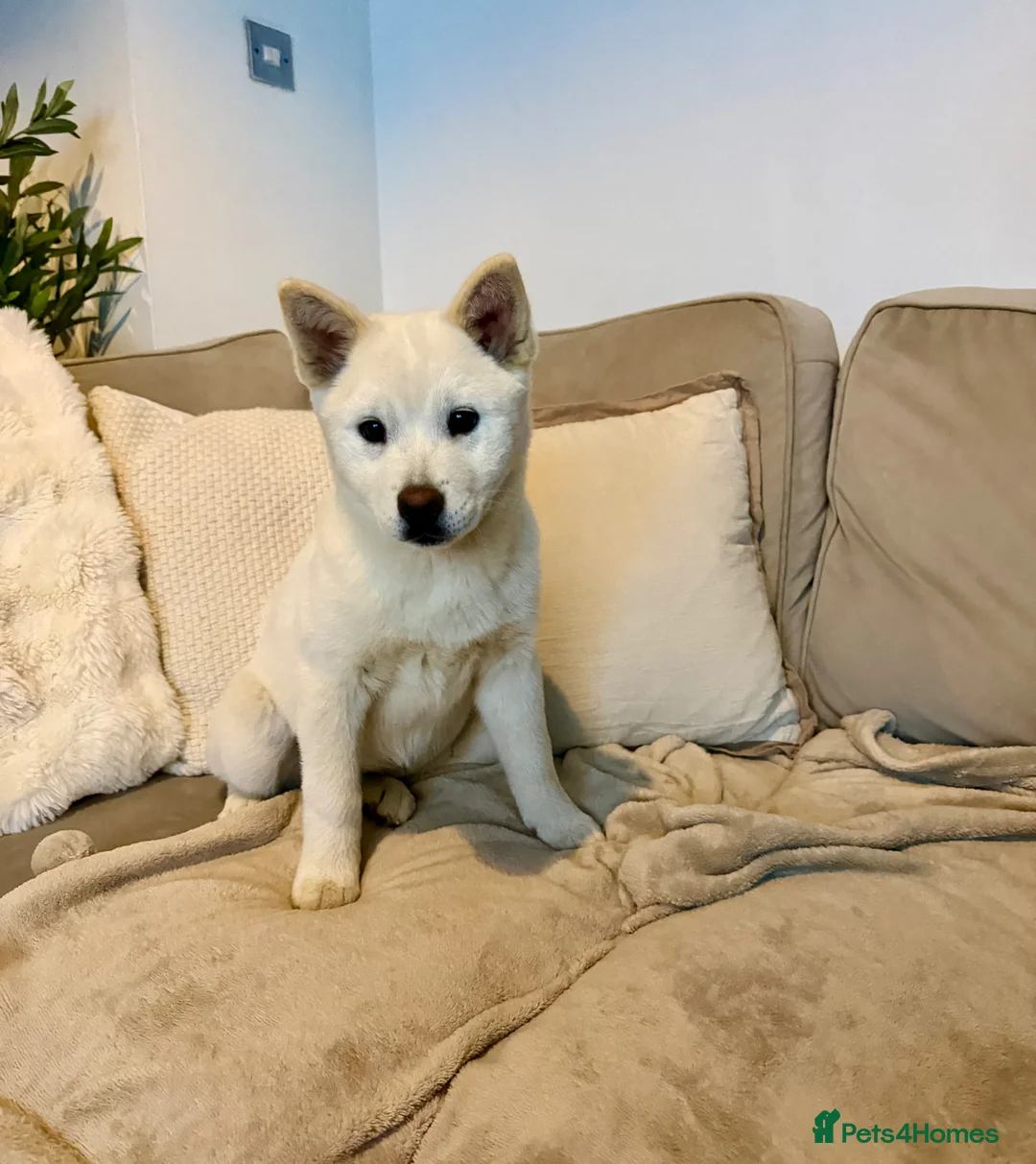 Mixed Breed dogs for sale: Dolly  in Croydon - Advert 3