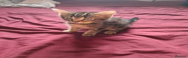 Tabby male