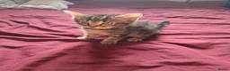 Mixed Breed cats for sale: Beautiful kittens looking for their forever homes - Advert 11