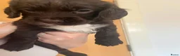 Sprocker dogs for sale: Sprocker puppies  - Advert 10