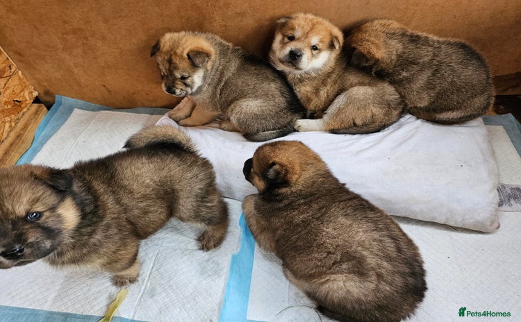 Mixed Breed dogs - Advert 1