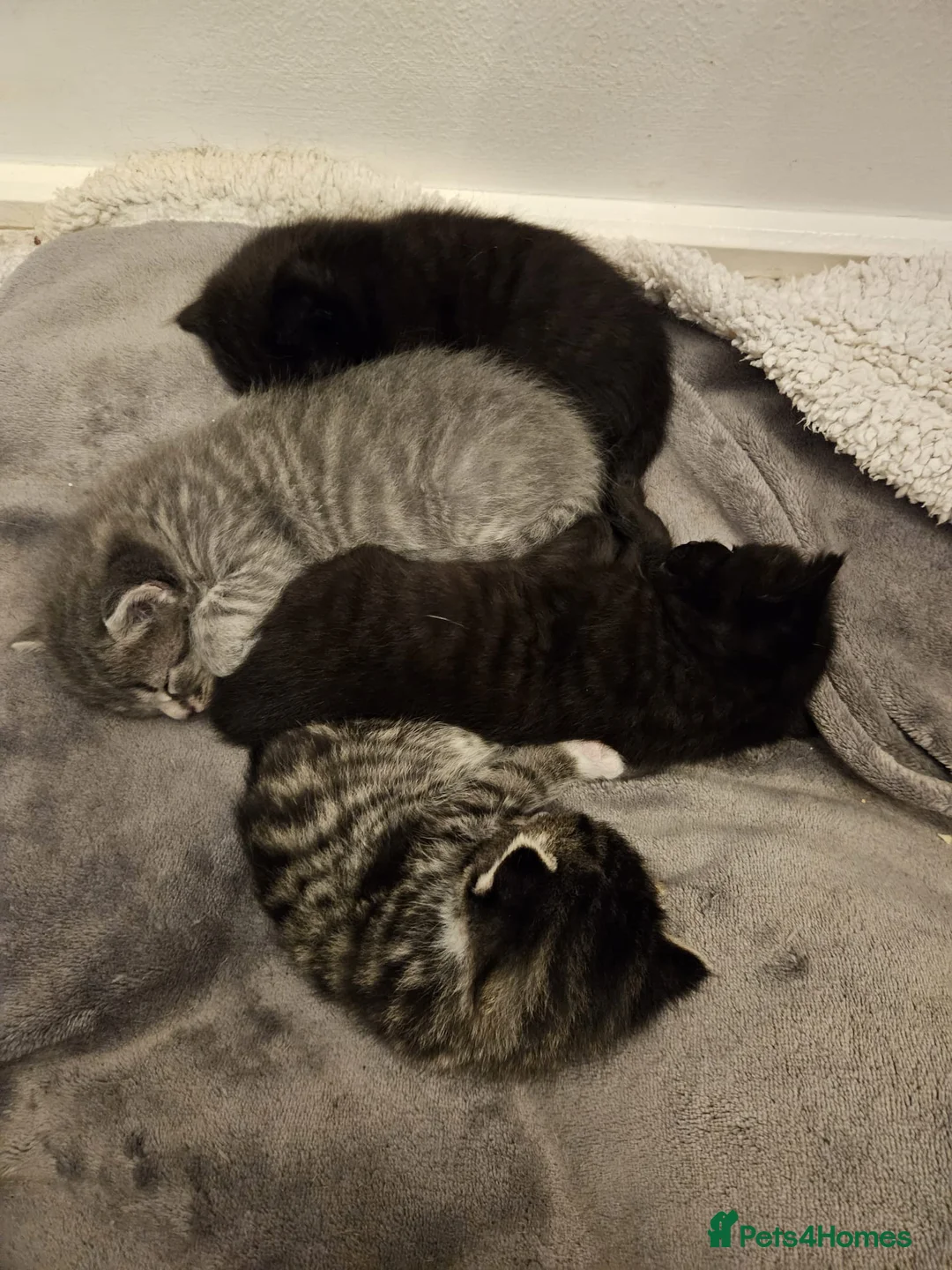 Mixed Breed cats for sale: Four Beautiful Kittens  - Advert 1