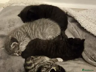 Mixed Breed cats Four Beautiful Kittens - Advert 2