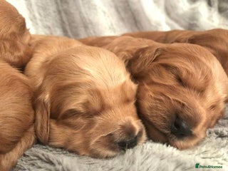 Cockapoo dogs for sale - Advert 1