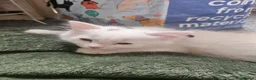 Mixed Breed cats for sale: Mixed breed Turkish Angora (mum) kittens  - Advert 5