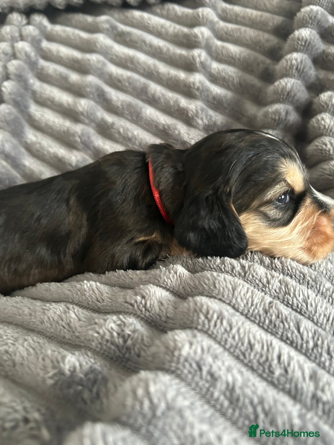 Cocker Spaniel dogs for sale: 🐾Cocker Spaniel Puppies-Ready in 5 Weeks🐾 - Image 25