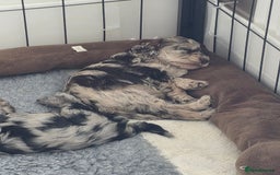 Schnoodle dogs for sale: 3 Stunning F2b Mearle Schnoodle Puppies - Image 18