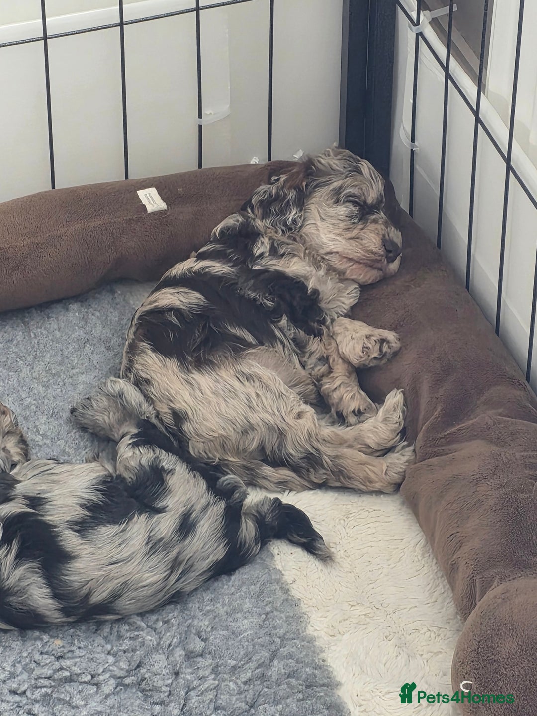 Schnoodle dogs for sale: 3 Stunning F2b Mearle Schnoodle Puppies - Image 18