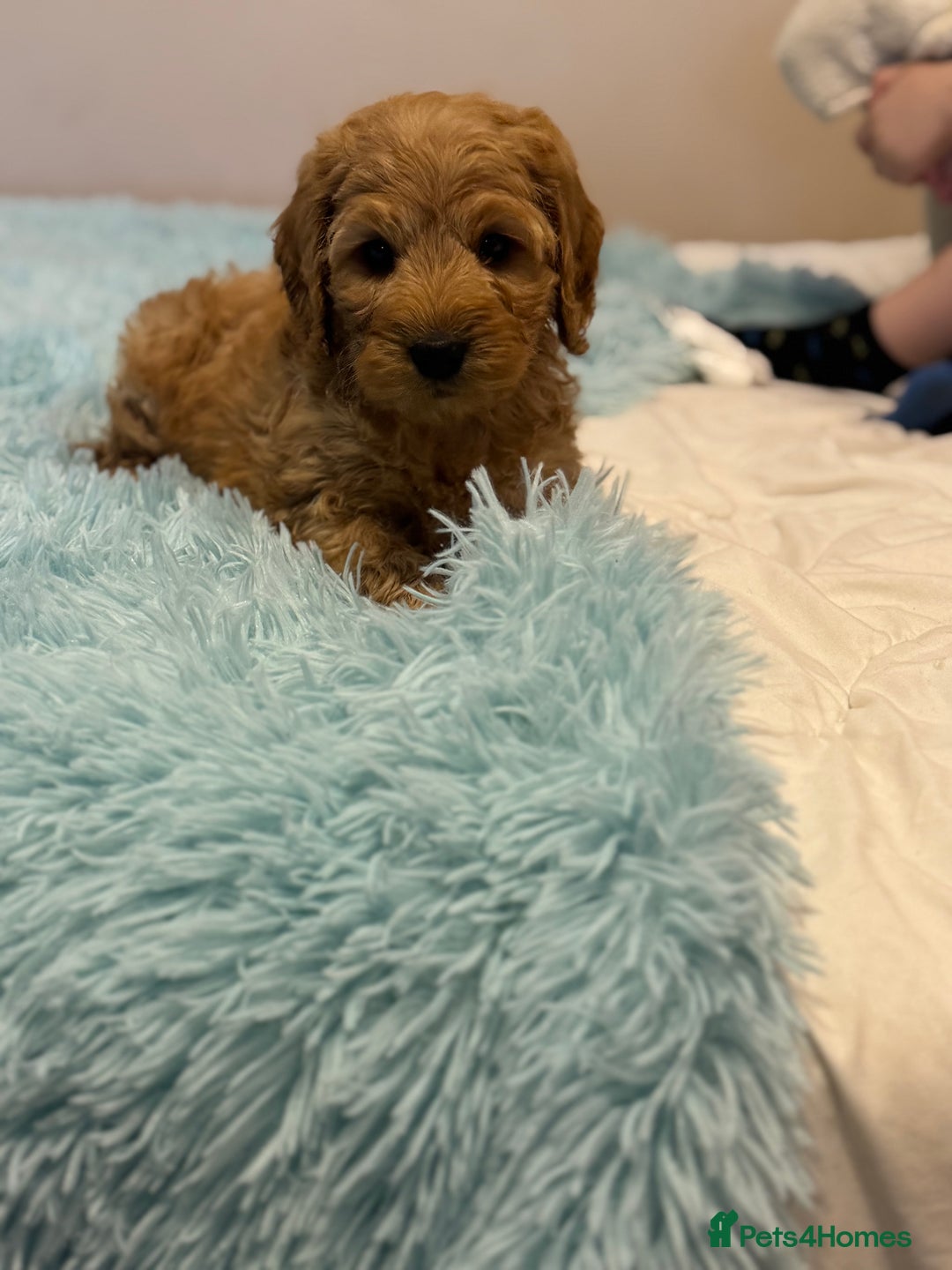 Cockapoo dogs for sale: Healthy Happy Stunning Cockapoo Puppies - Advert 7