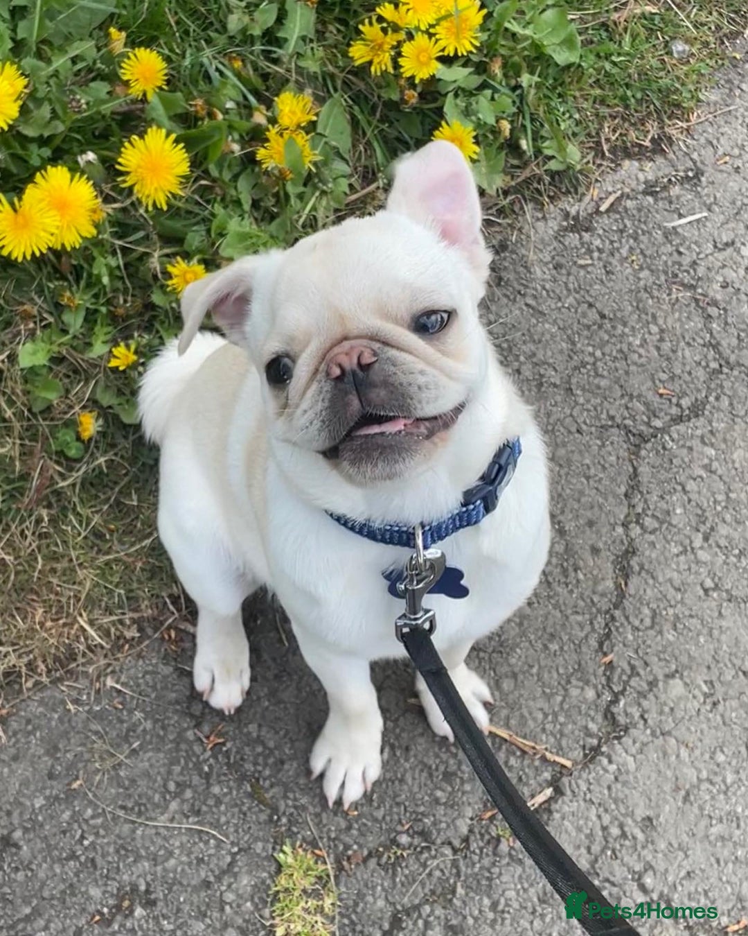 Pug dogs for sale: Pablo the pug  - Image 8