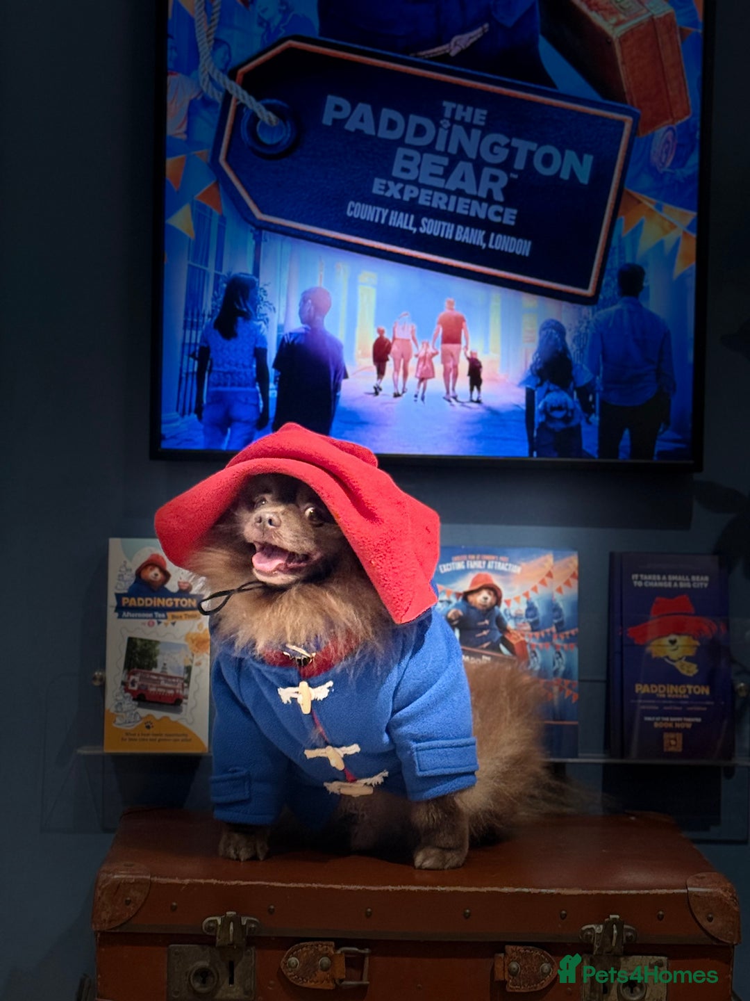 Pomeranian dogs for stud: Proven Chocolate KC in Runcorn - Advert 31