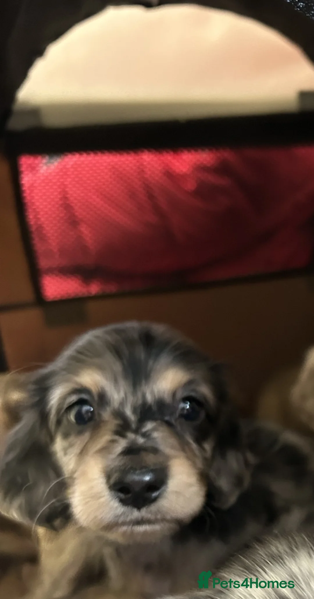 Miniature Dachshund dogs for sale: Miniature long hair dachshunds 2 boys left - Advert 2