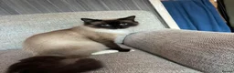 Perdoll cats for sale: Kittens to reserve - Advert 10