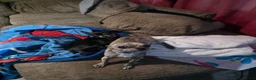 Chihuahua dogs for sale: Miniature chihuahua merbel colour  in Grays - Advert 3
