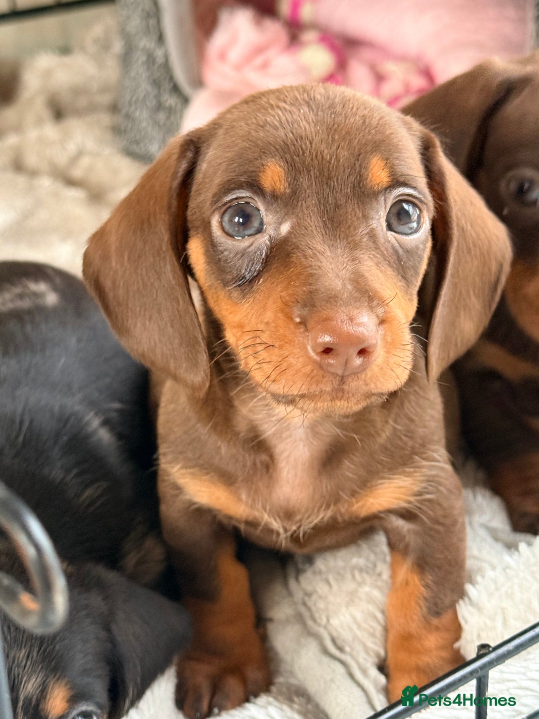 Dachshund dogs for sale: ⭐️LAST BOY AVAILABLE- Mini dachshunds pups⭐️ - Advert 7