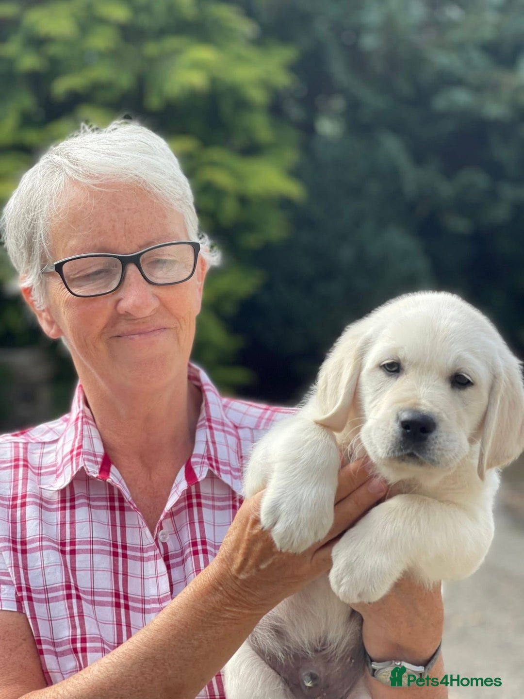 Goldador dogs for sale: Superb Goldador Puppies expected - Advert 6