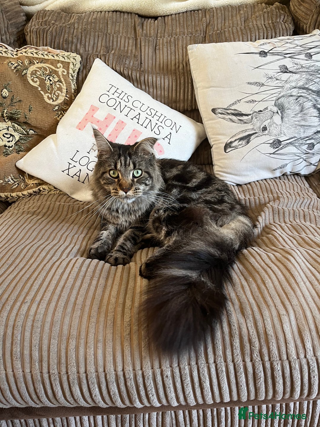 Maine Coon cats for sale: Pedigree Maine Coon Kittens - Image 8