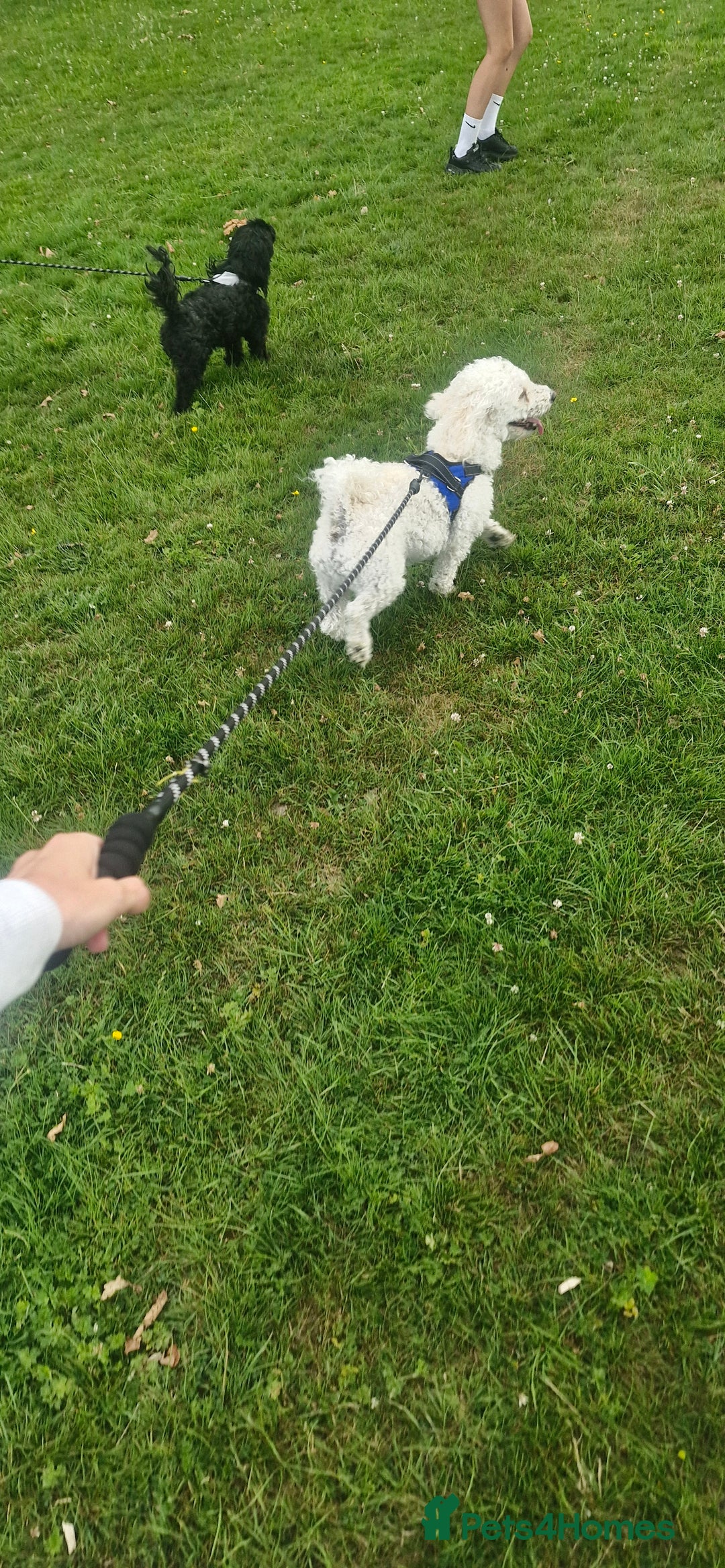 Shihpoo dogs for sale: Charlie for sale - Image 2