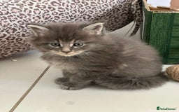 Maine Coon cats for sale: Stunning Mainecoon Kittens - Image 17